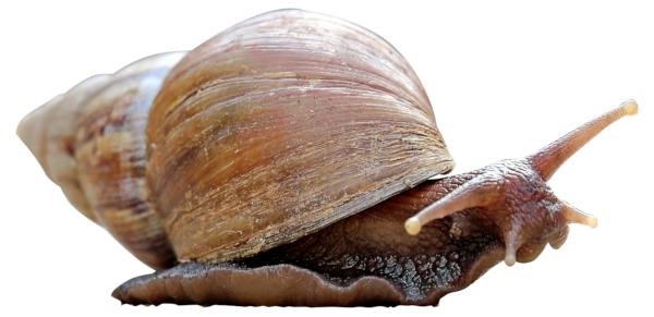 A snail